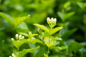 广西省花茶（茉莉花）莳植及加工项目可行性研究报告